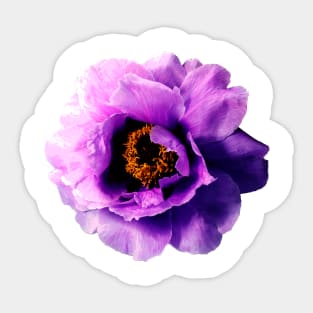 Purple Peony Flower Sticker